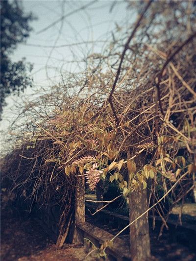 莫羡他处春意浓 芜湖职院自芬芳