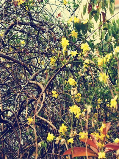 莫羡他处春意浓 芜湖职院自芬芳