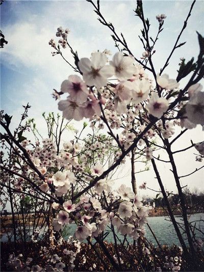 莫羡他处春意浓 芜湖职院自芬芳