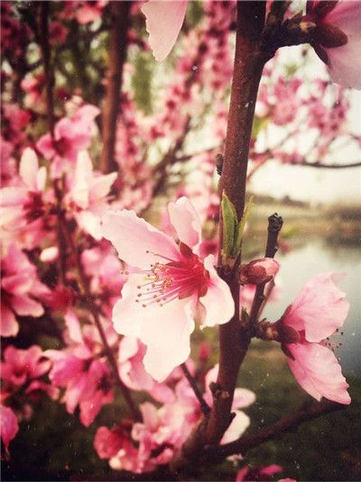 莫羡他处春意浓 芜湖职院自芬芳